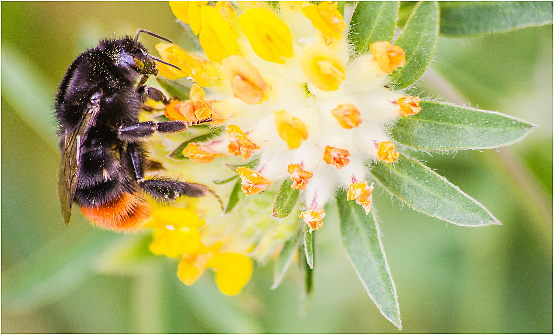 Bienenfleißig, diese Hummel ... Foto & Bild | tiere, wildlife, insekten Bilder auf fotocommunity