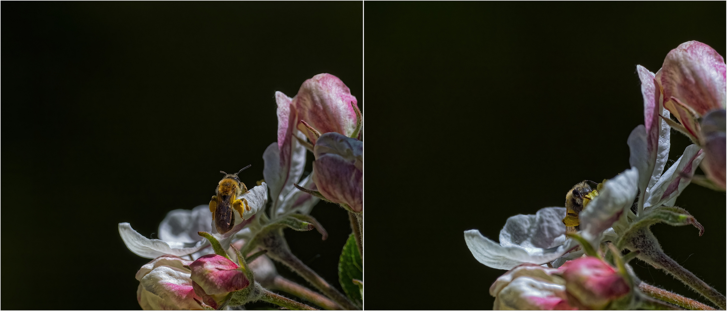 Bienenfleißig …