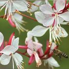 Bienenfleißig in den Sommer