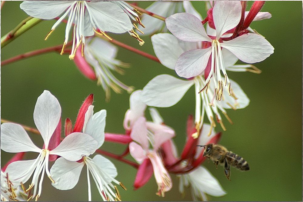 Bienenfleißig in den Sommer