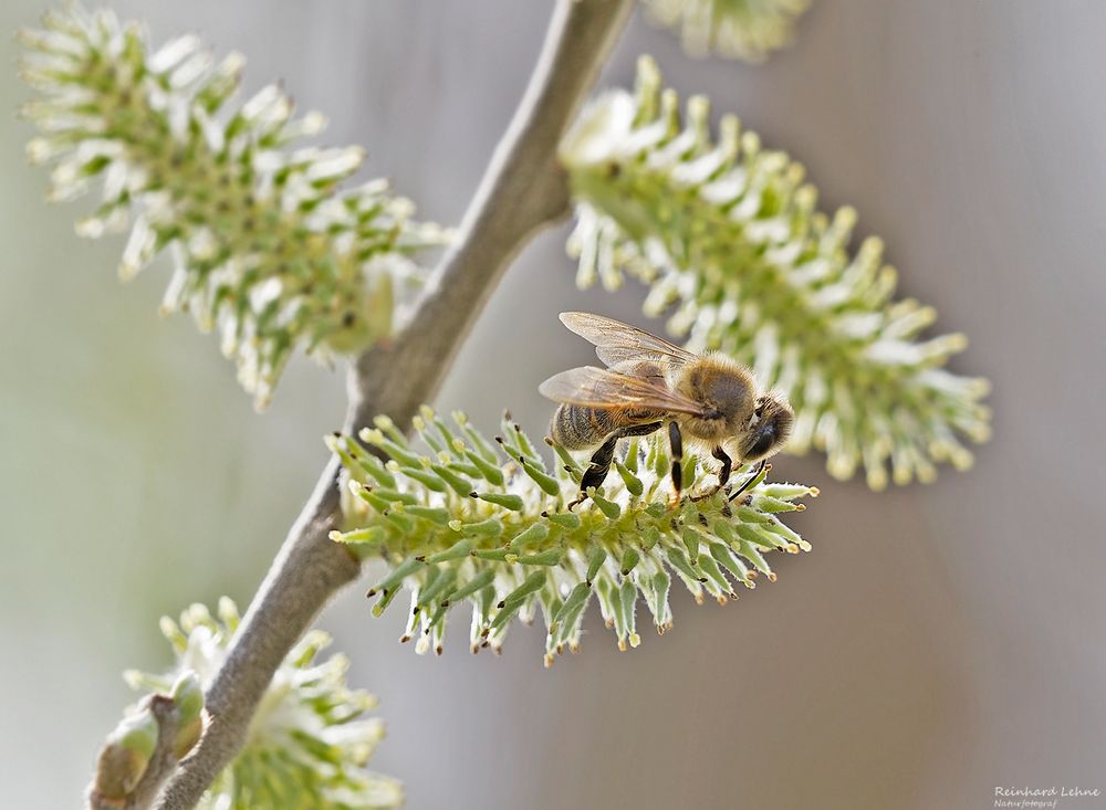  Bienenfleißig war diese....