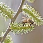  Bienenfleißig war diese....