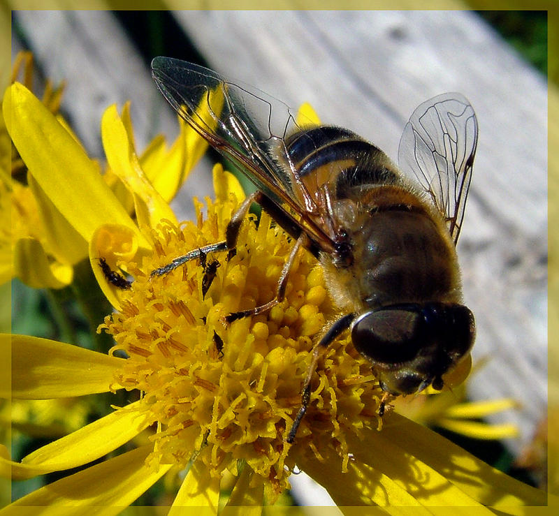 Bienenfliege oder Fliegenbiene?