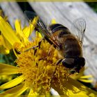 Bienenfliege oder Fliegenbiene?