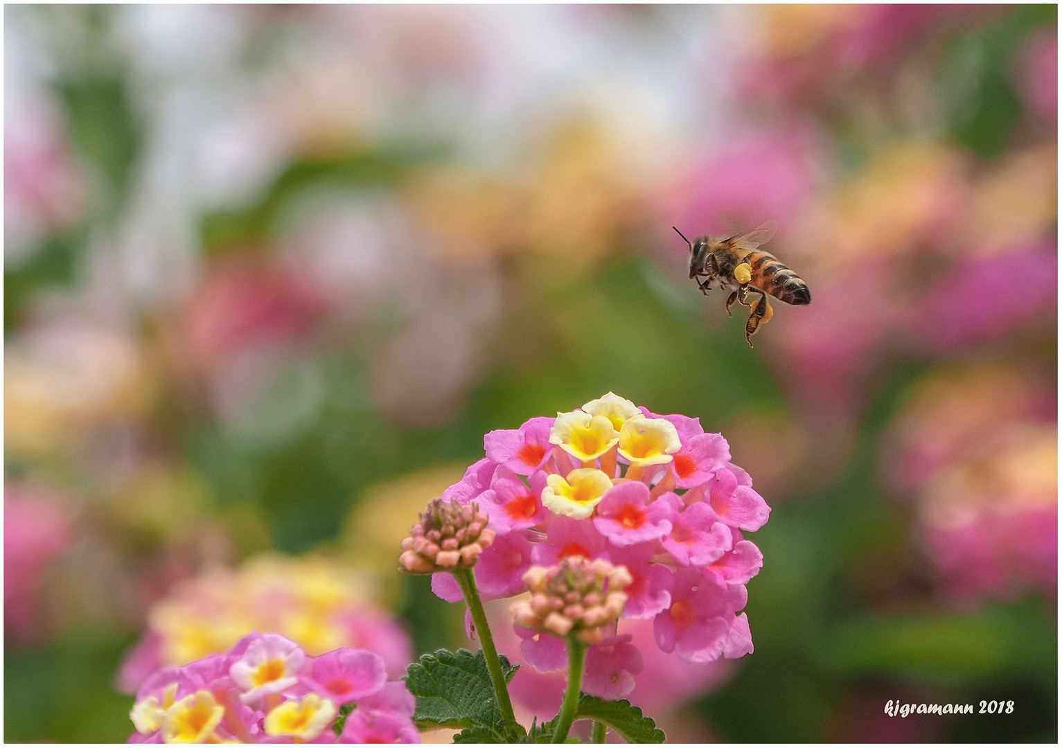 bienenflug......