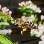 Bienenflug