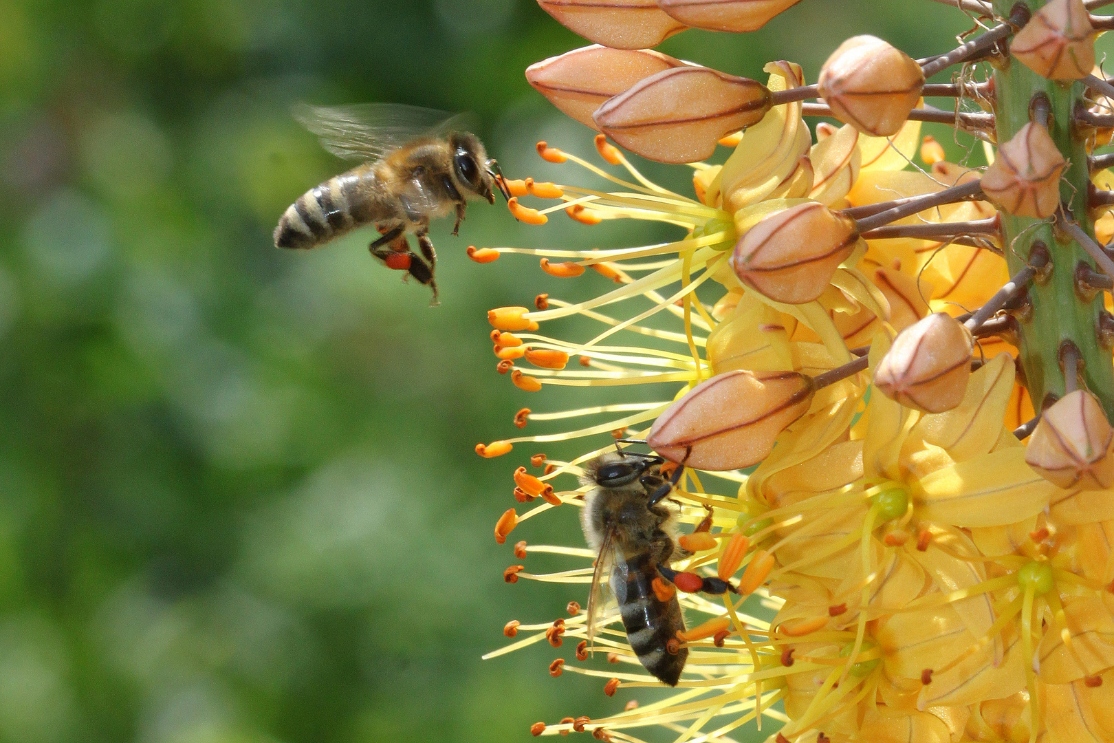 Bienenflug