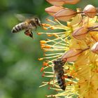 Bienenflug