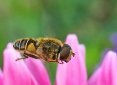 Bienenflug