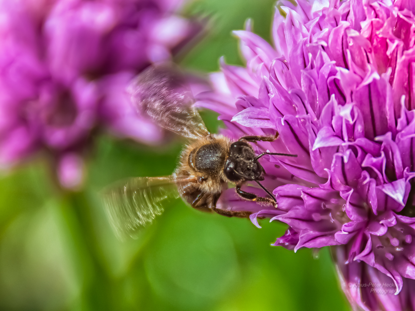 Bienenflug