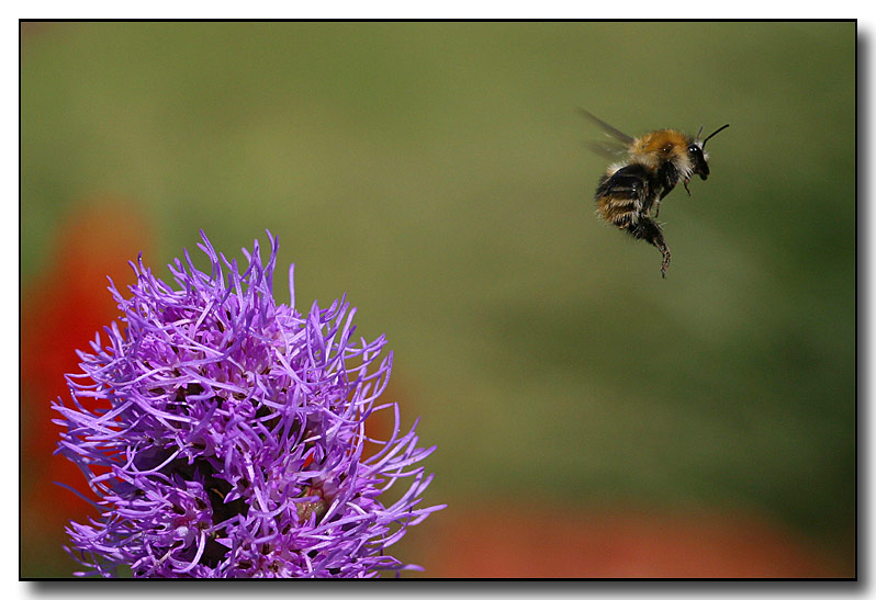 Bienenflug