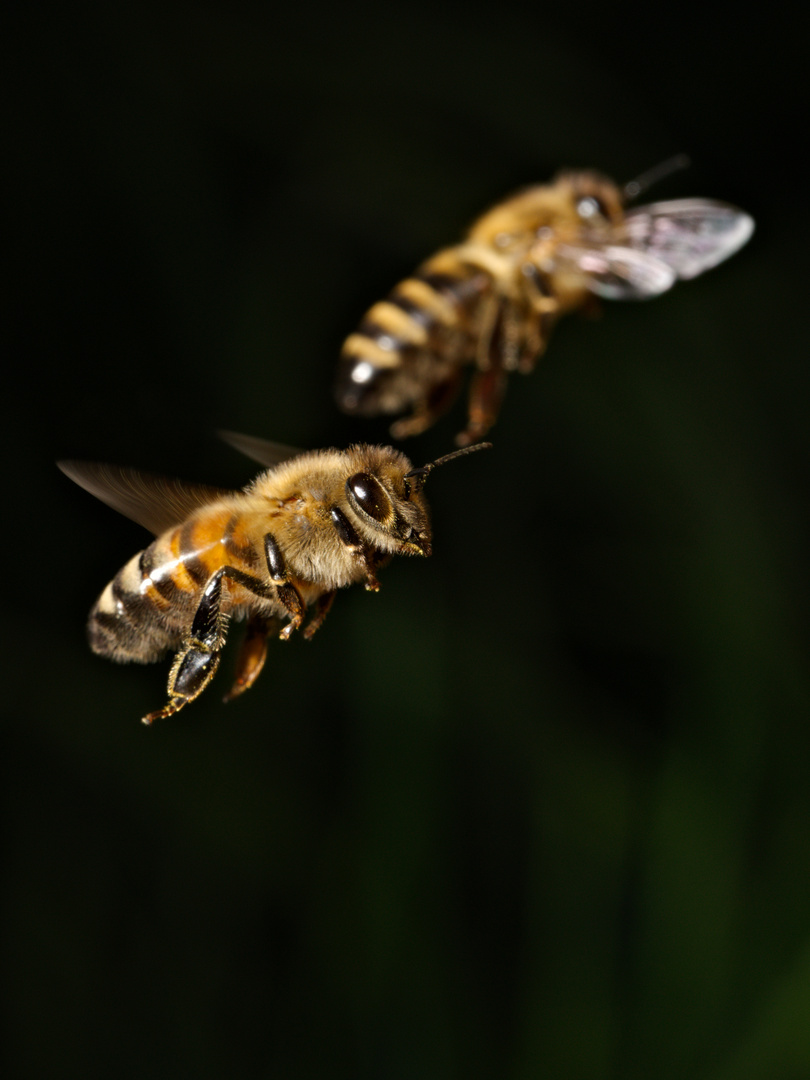 Bienenflug 