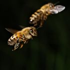 Bienenflug 