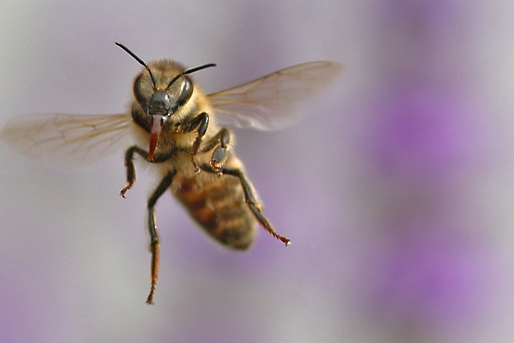 Bienenflug......