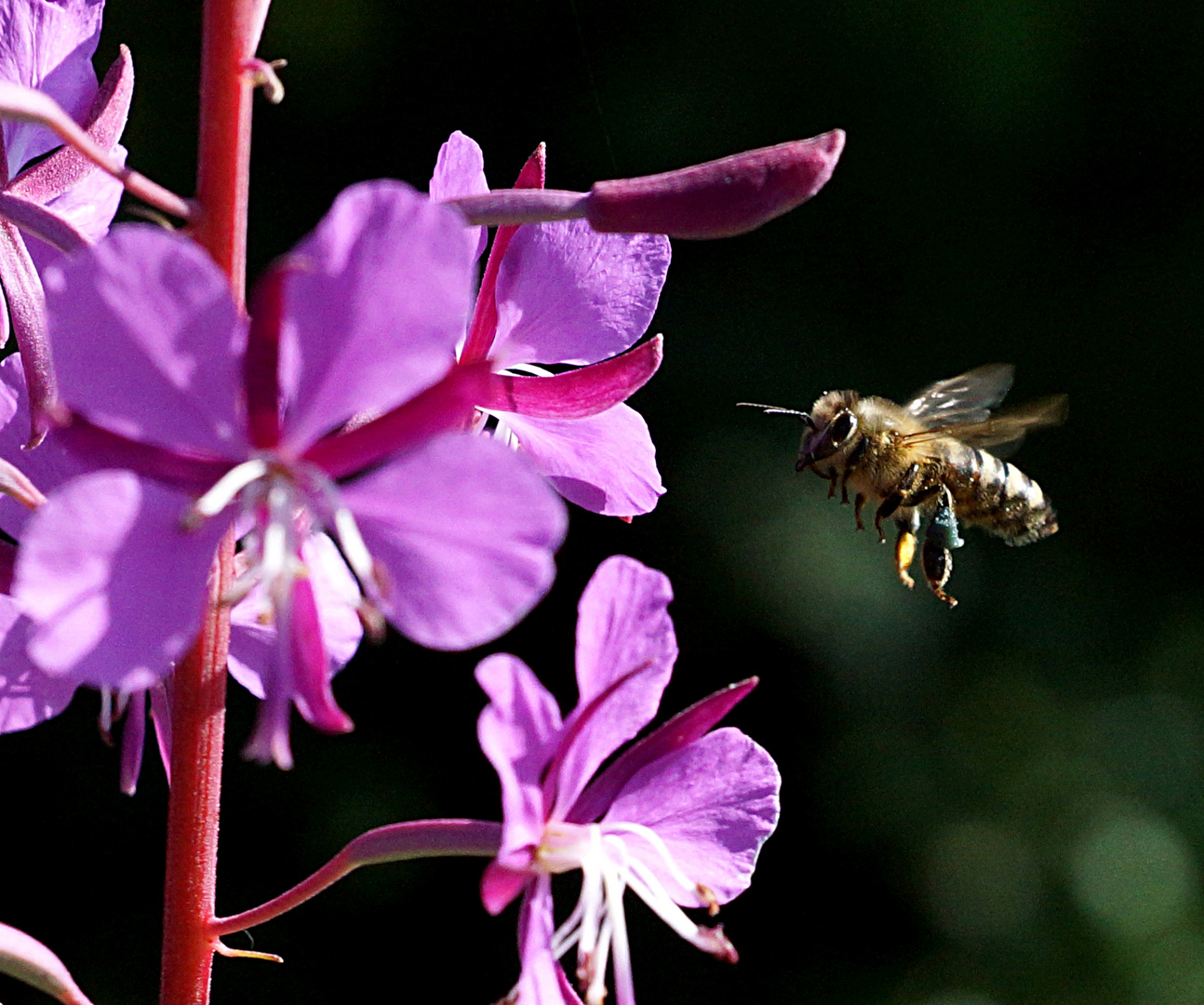 Bienenflug