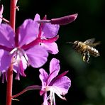 Bienenflug