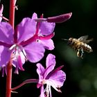 Bienenflug