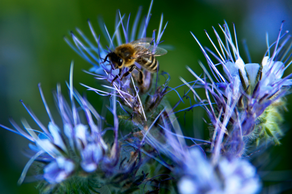 Bienenflug