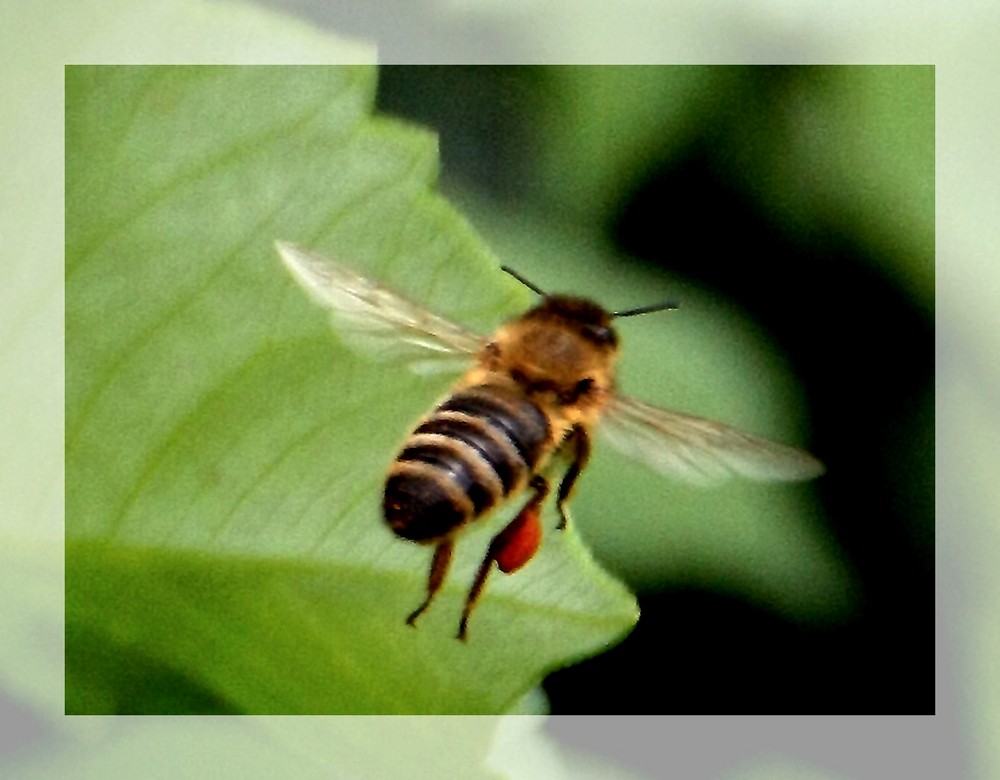 Bienenflug Foto & Bild | tiere, wildlife, insekten Bilder auf fotocommunity