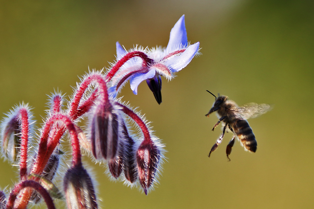 Bienenflug am Borretsch