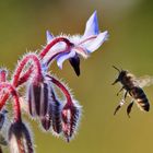 Bienenflug am Borretsch