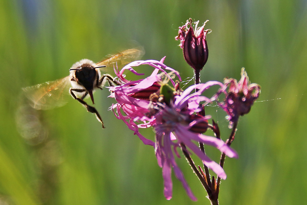 Bienenflug an der Kuckucks-Lichtnelke