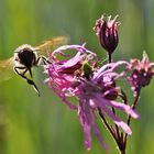 Bienenflug an der Kuckucks-Lichtnelke