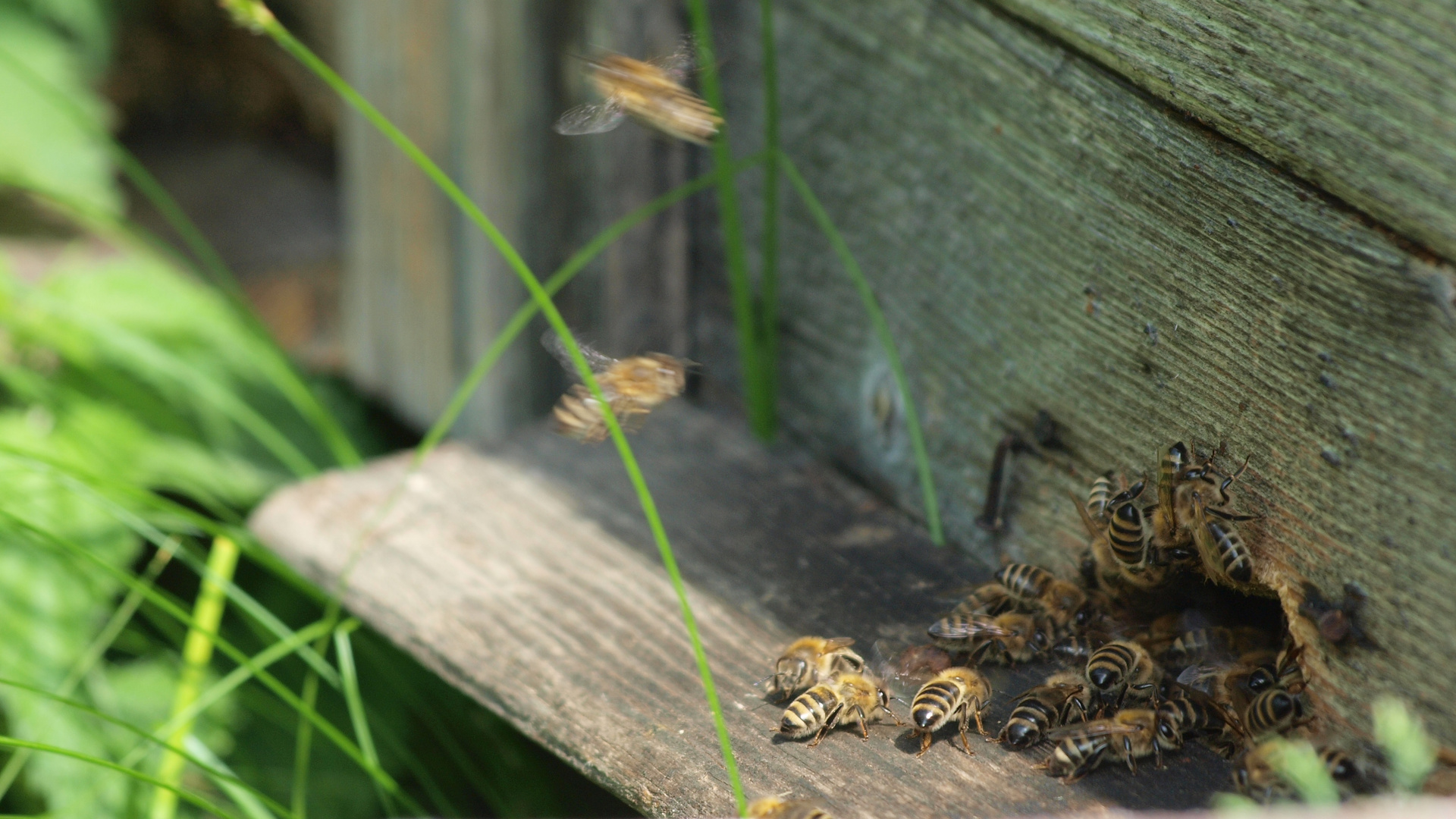 Bienenflug