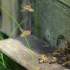 Bienenflug