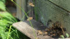 Bienenflug