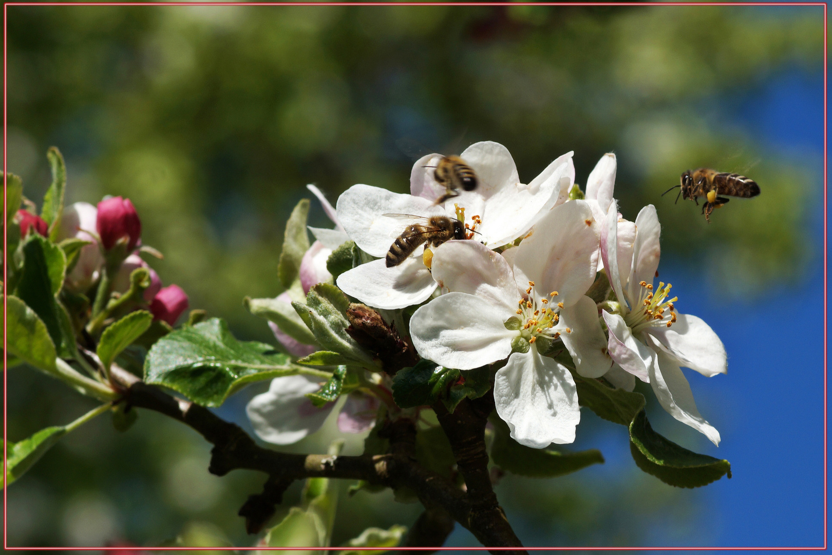 Bienenflug bei der Baumblüte