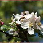 Bienenflug bei der Baumblüte