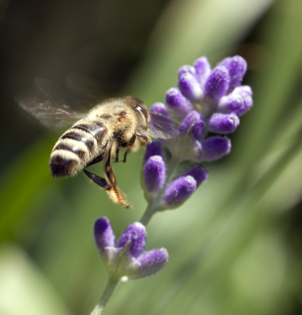 Bienenflug