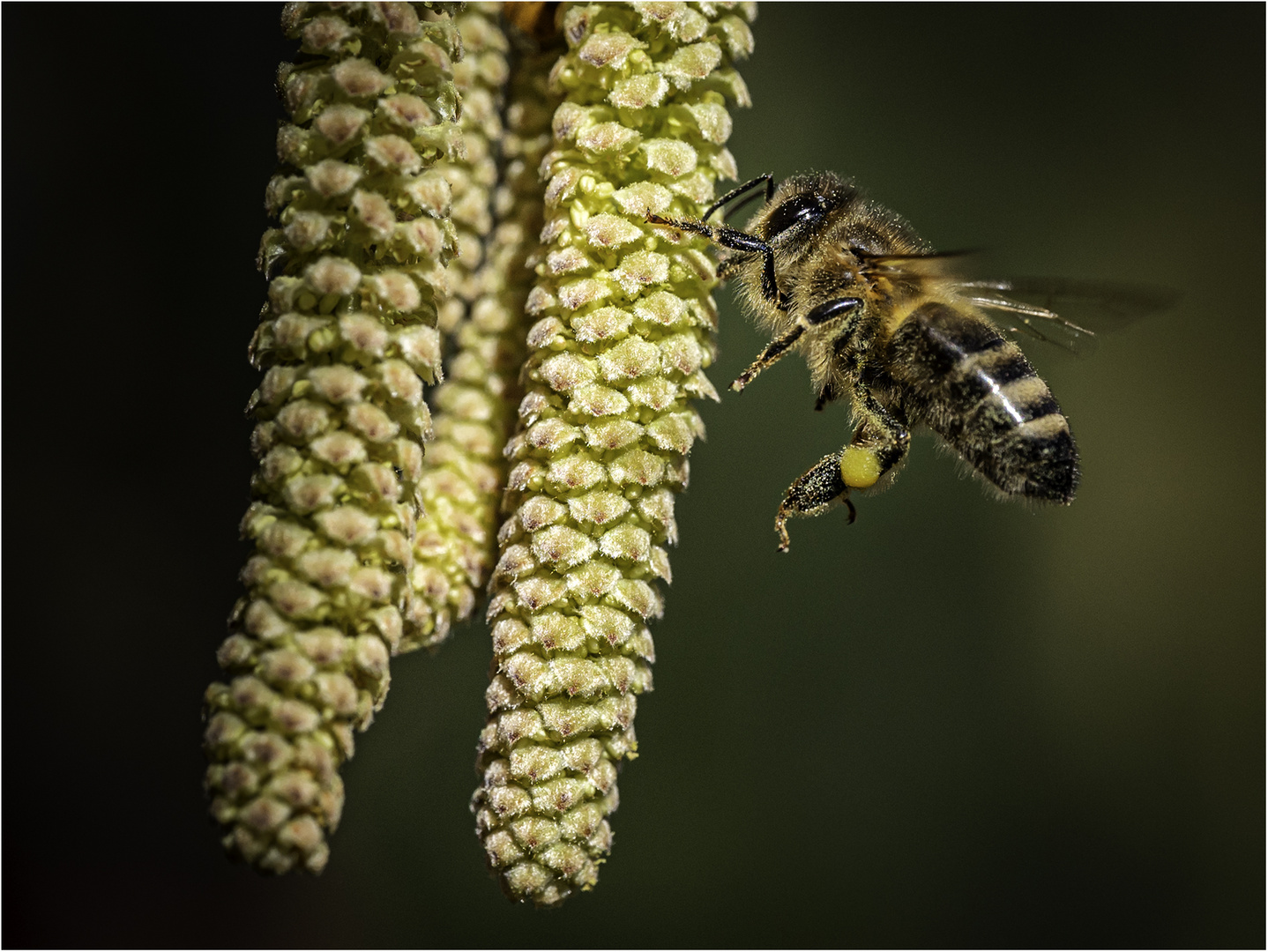 Bienenflug 