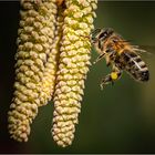 Bienenflug 