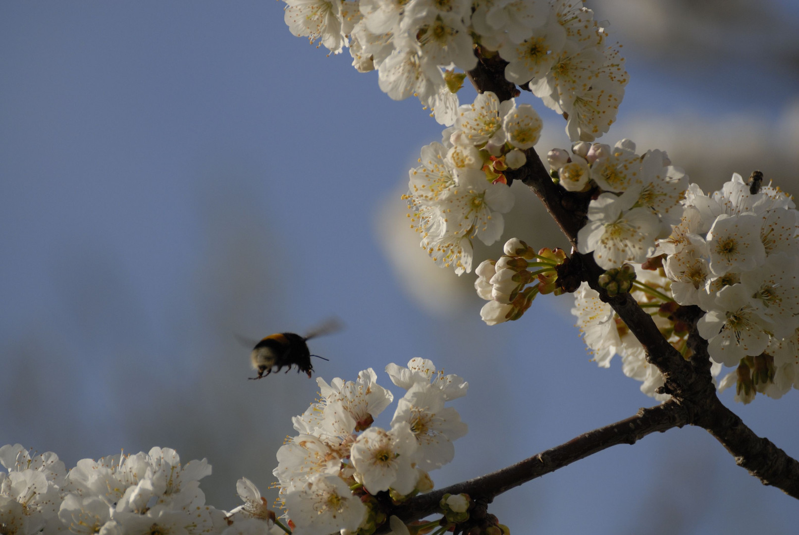 Bienenflug