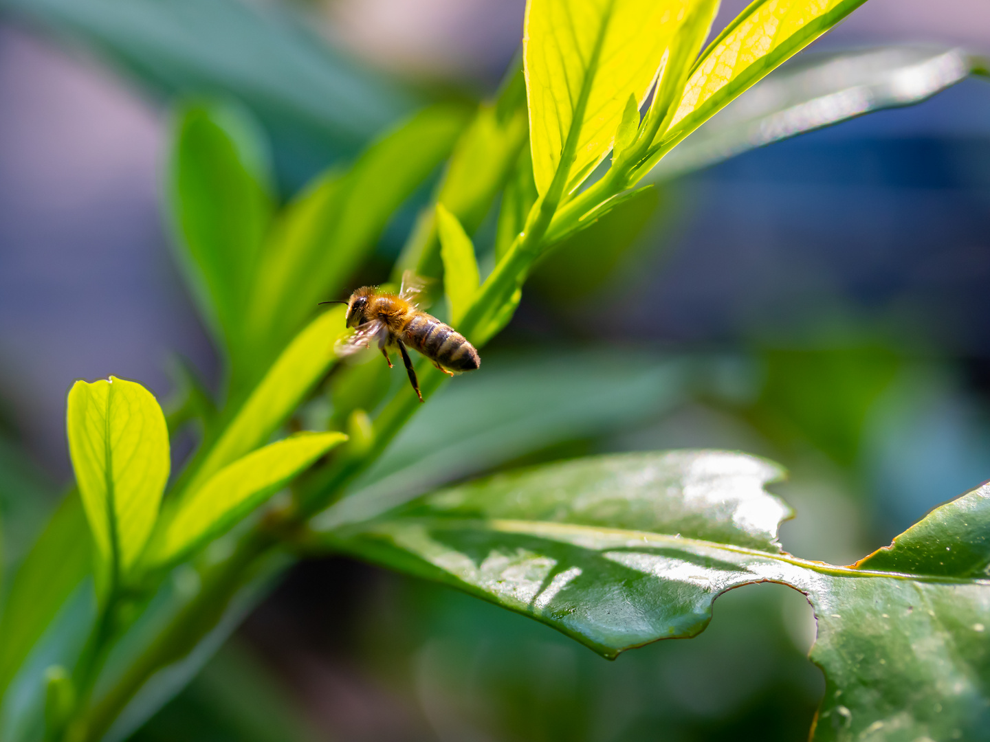 Bienenflug