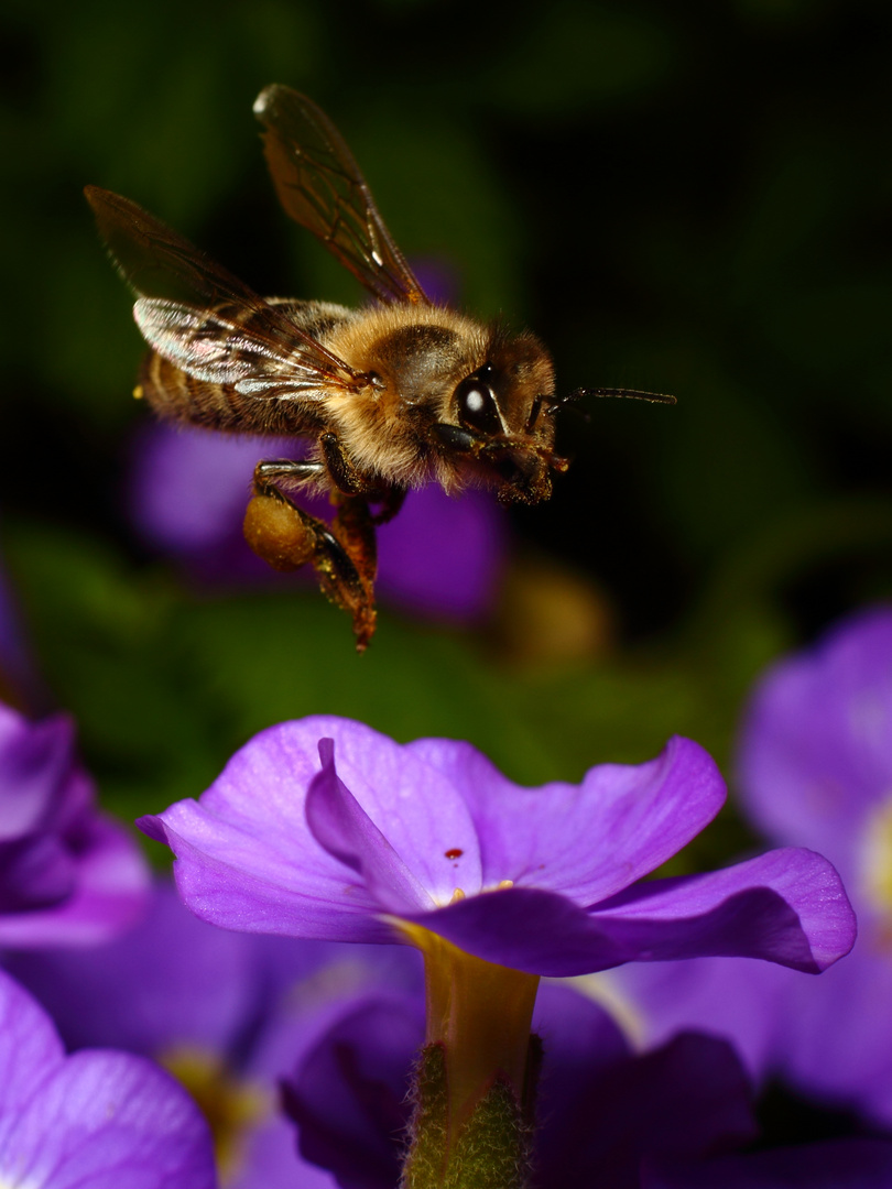 Bienenflug