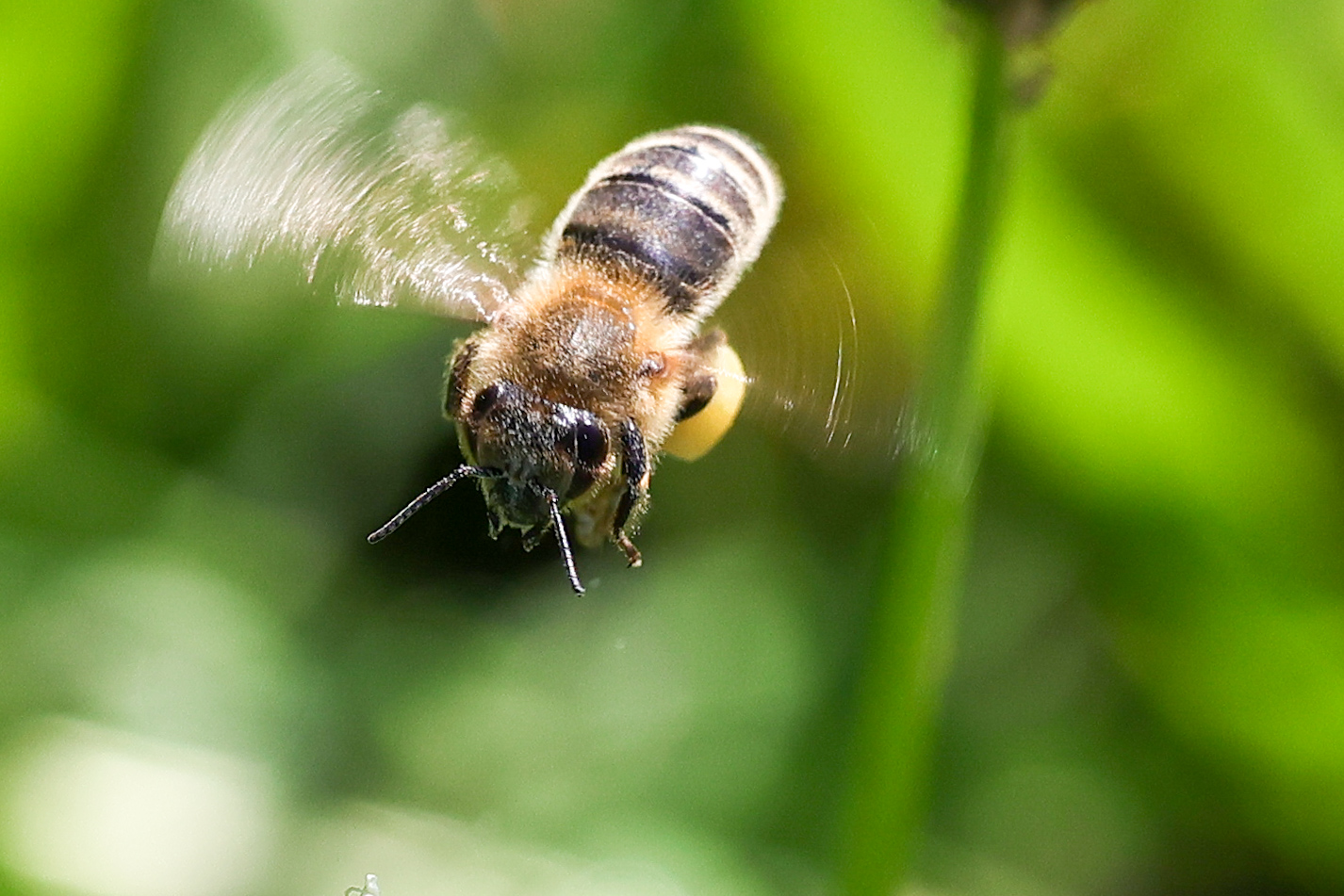 Bienenflug