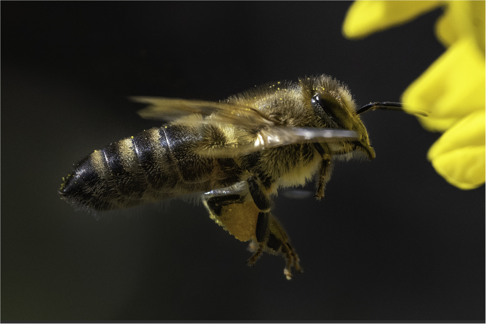 Bienenflug 