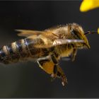 Bienenflug 