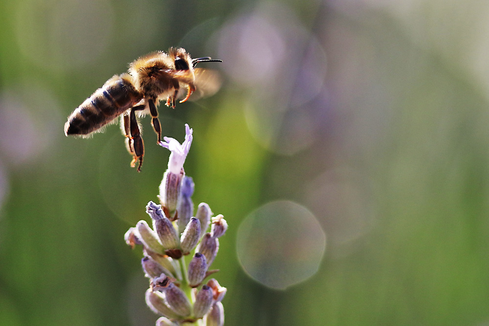 Bienenflug im abendlichen Gegenlicht