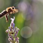 Bienenflug im abendlichen Gegenlicht