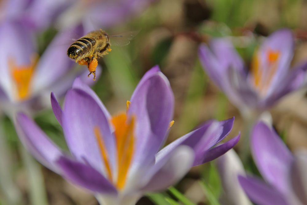 Bienenflug im Krokusland