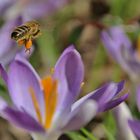 Bienenflug im Krokusland