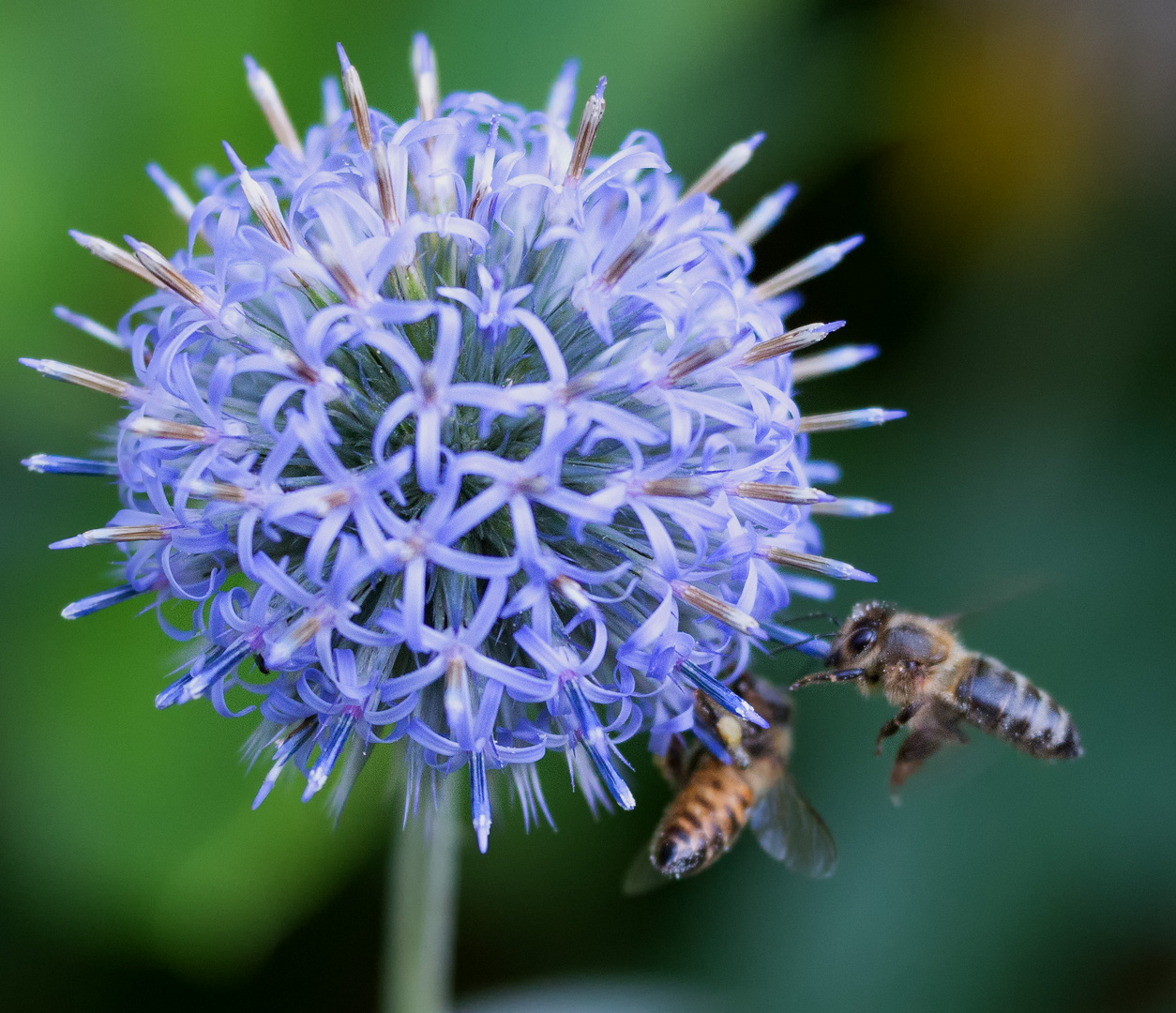 Bienenflug - letzter Sonntag