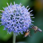 Bienenflug - letzter Sonntag