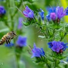 Bienenflug- nicht der Hummelflug