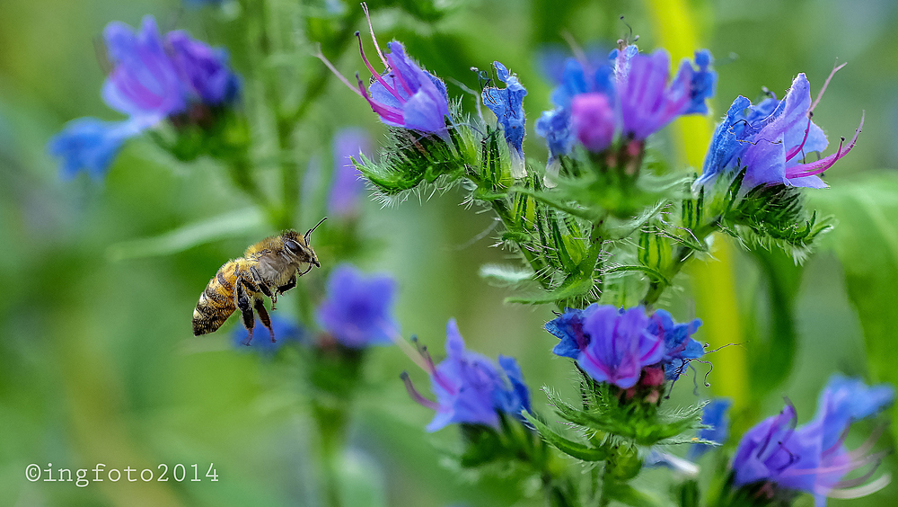 Bienenflug- nicht der Hummelflug