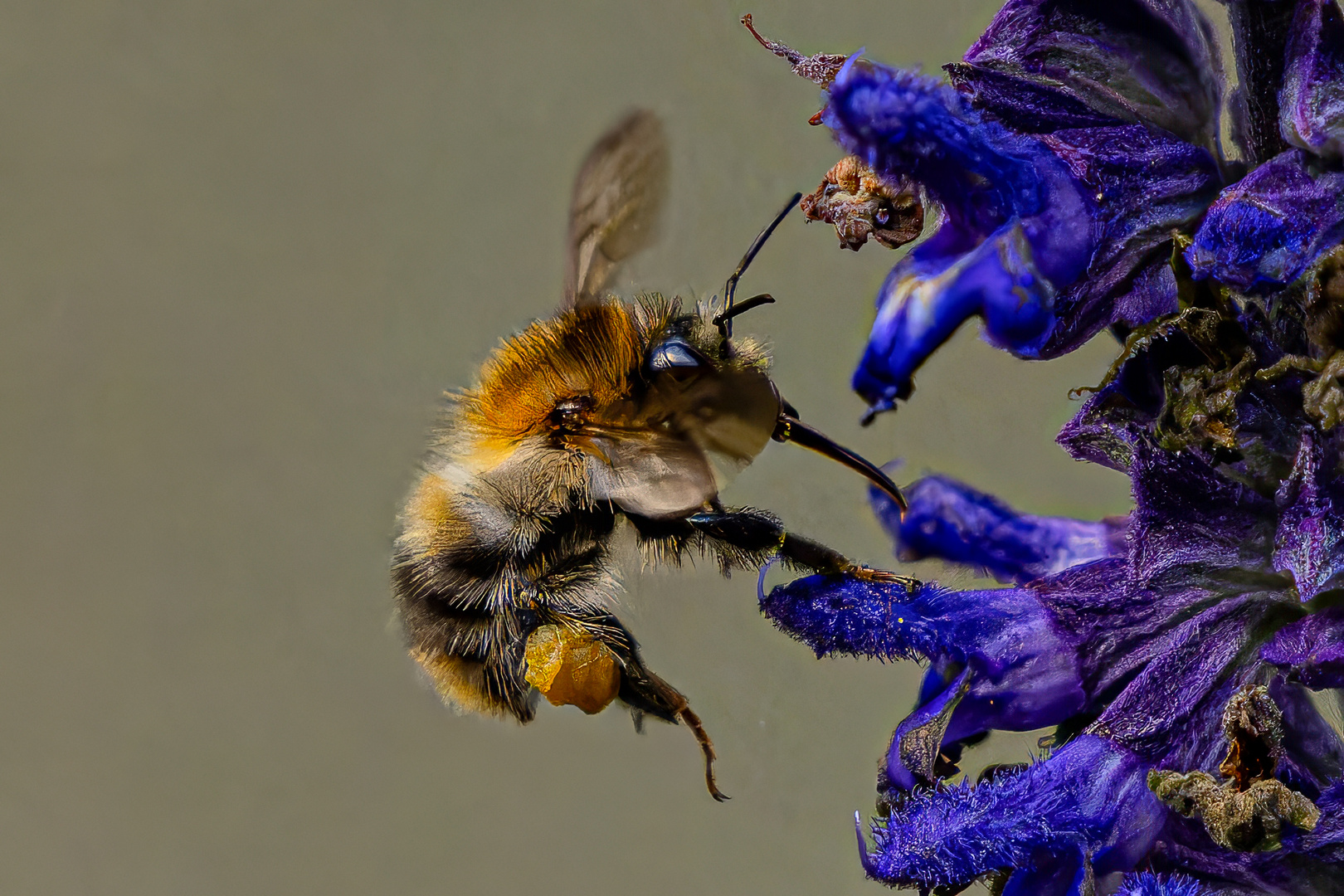 Bienenflug und Landung